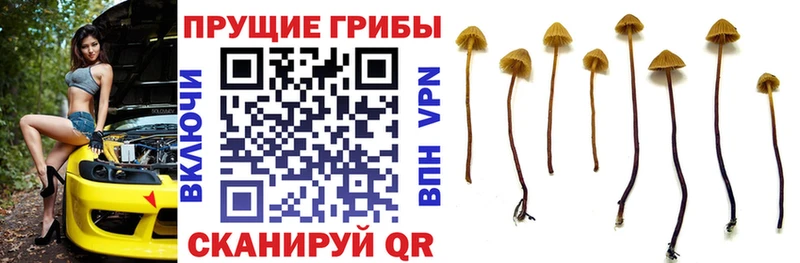 Купить закладки  Артёмовский  Галлюциногенные грибы мицелий 